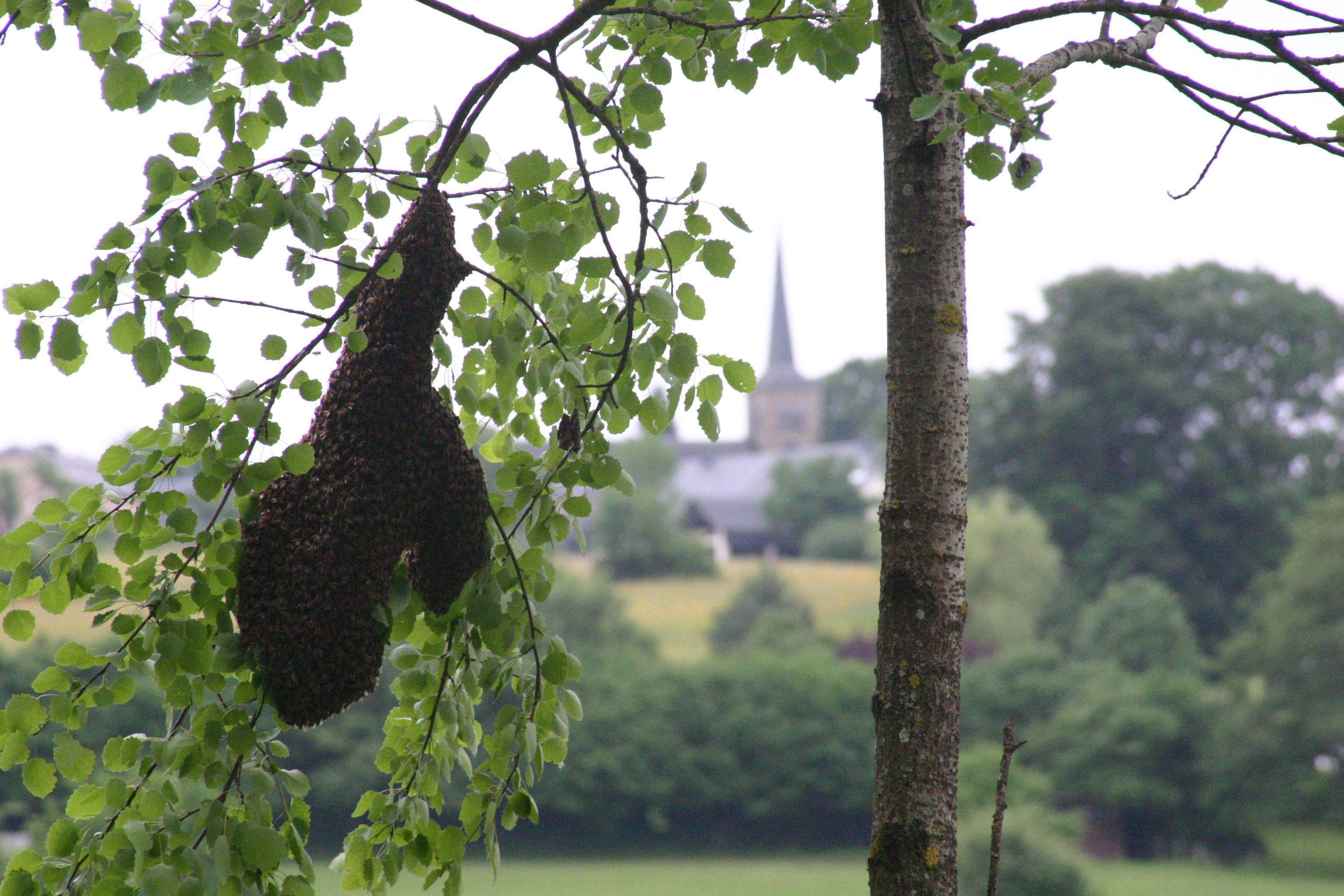 Odoo • une photo avec une légende