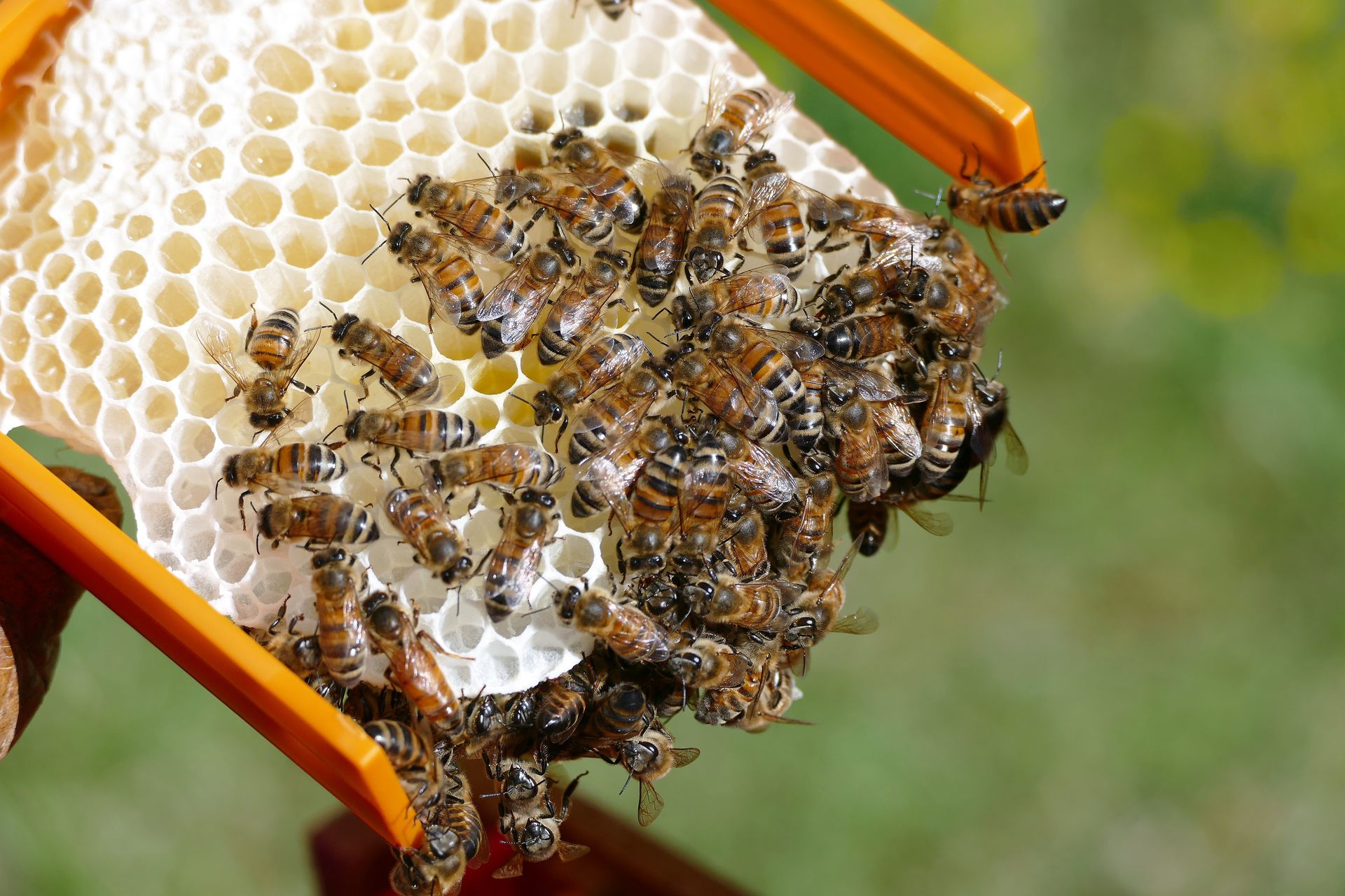 Image de diapositive